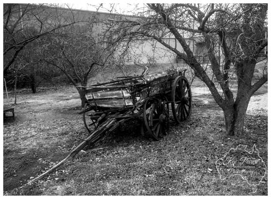 A black and white photograph of an antique, wooden, horse drawn wagon or dray, weathered and decaying, parked on grass and dirt beneath the bare, gnarled branches of two deciduous trees.  The wagon's wooden wheels and structure are clearly visible, evoking a sense of history. A plain industrial or farm building stands in the background.