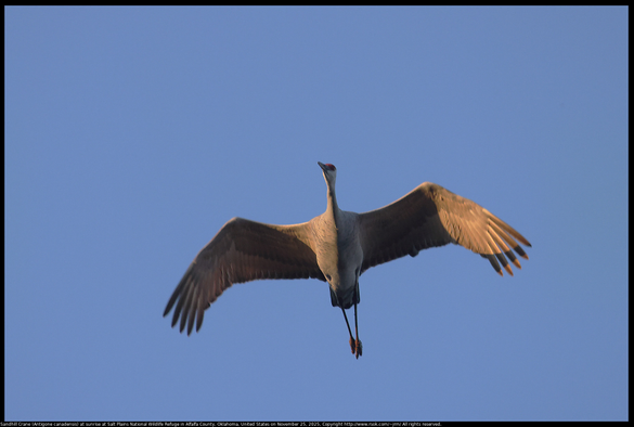 A Sandhill Crane (Antigone canadensis) had left the lake and was flying at sunrise at Salt Plains National Wildlife Refuge in Alfalfa County, Oklahoma, United States on November 25, 2025.