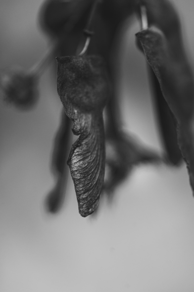 Black and white macro photograph of a maple seed or samara