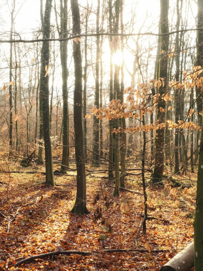 Blick auf Baumstämme im herbstlichen Wald. Auf dem Boden liegt buntes Laub. Viele Baumstämme ragen ohne Laub in die Höhe. Ein kleines Buchstämmchen hat noch hellbraunes trockenes Laub. Von hinten scheint die Sonne direkt in die Kamera.