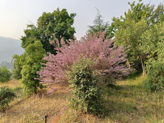 Photograph of terraced fields with an Indigofera bush in full bloom, with tiny pink flowers, right in the centre. Other Himalayan species including Oak and Cedar are visible elsewhere in the photo.