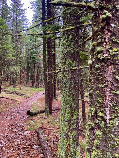 A needle-laden trail on the left cuts through the woods. On the right, tree trunks are attired in emerald lichen that compliments the pine forest. There’s scattered deadwood, but almost no underbrush, a wooded slope rising to the left.