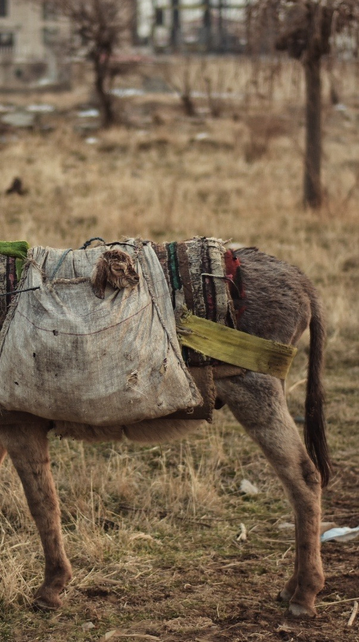 Tehran, Iran, 2022

Photo by ©Alireza Safavi 

#photojournalism #fineart #photography 

#animal 