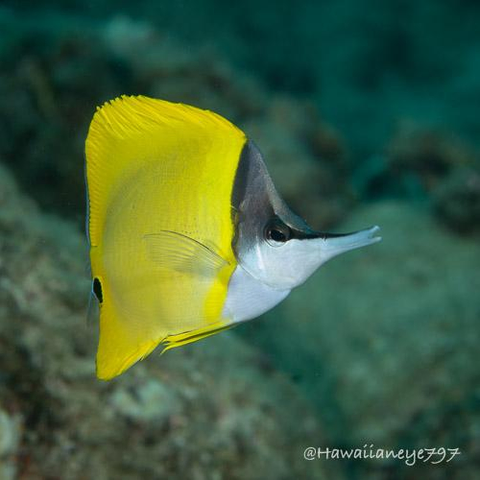 A yellow fish with a long nose swimming over an ocean reef. It has a dark gray forehead and a lighter colored chin. The fish has a triangular shape.