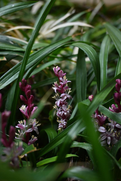 日陰で葉をかき分けるように咲いているキチジョウソウ。/ 2025.12.11 六角通から