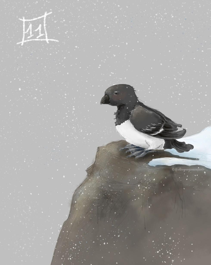 Zeichnung eines kleinen Vogels, der auf einem braunen Felsen sitzt. Der Vogel ist in allen Teilen schwarz, außer am Bauch. Er hat große, mit Schwimmhäuten bestückte Füße. Im Hinterenteil des Felsens liegt etwas Schnee. Das Bild hat einen grauen Hintergrund, und es ist fallender Schnee dargestellt. Oben links steht eine weiße 11.