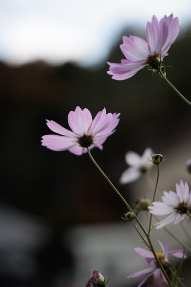 A close-up shot of delicate pink flowers swaying gently against a blurred background, showcasing their thin stems and soft petals.
