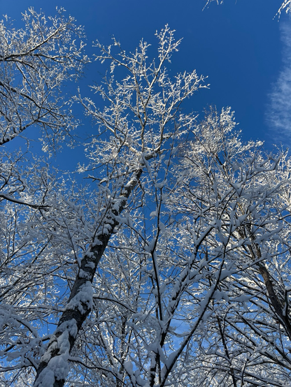 Icy tress and a blue sky