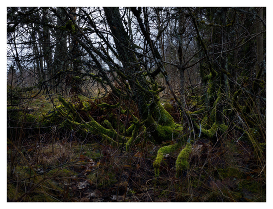 En liggande bild på ett träd med många grenar nedertill och alla har lysande grön mossa.