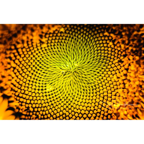 Close-up view of the center of a sunflower, revealing a detailed pattern of yellow seed heads spiraling outwards from a bright green central disc with small water droplets.