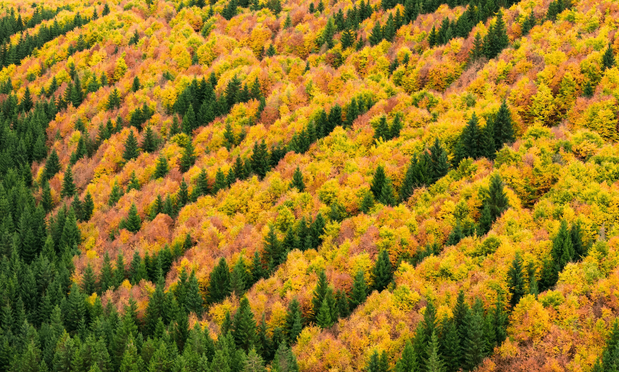 Deciduous trees in colorful autumn colors and green conifers