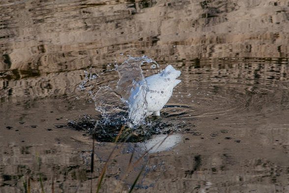 The image captures a moment in nature showing a white bird in mid-flight above a reflective body of water. The bird's wings are spread, creating a striking splash in the water below. The splash forms an arching wave around the bird. The water surface is calm, reflecting the surrounding environment in muted earth tones. The backdrop of the image consists of blurred, earthy reflections.