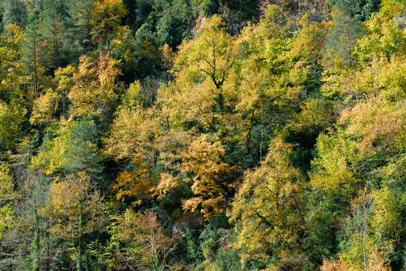 Fotografia de una masa forestal en una ladera de una montaña. Los colores en distintos tonos de verde, amarillos y naranjas del comienzo del otoño se mezclan creando una armoniosa estampa.