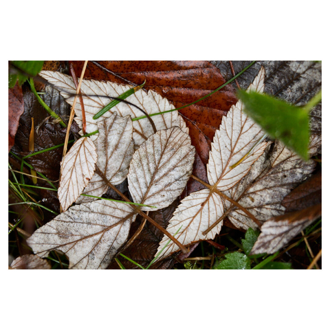 Closeup of fallen leaves. The leaves in the center of the frame have lost their color and faded to white.