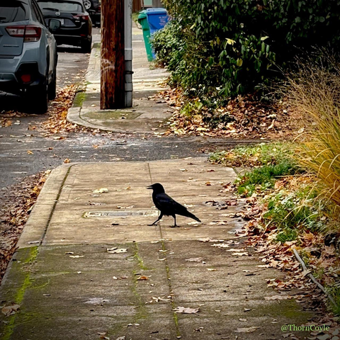 A crow struts across a city sidewalk, beak open. 