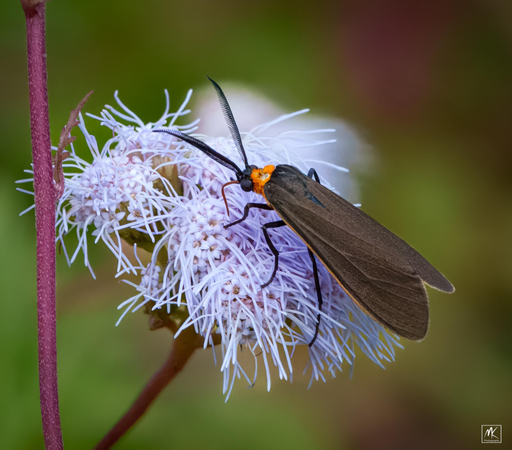 Closeup color photo of a moth with long, swept-back, dark brown wings, an orange neck, and long, comb-like antennae feeding on a feathery blue mistflower. 