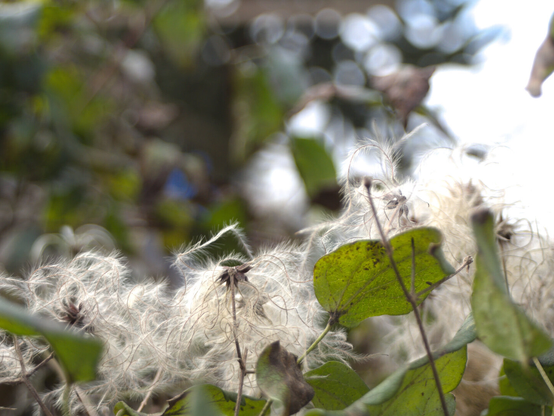Closeup of some plant