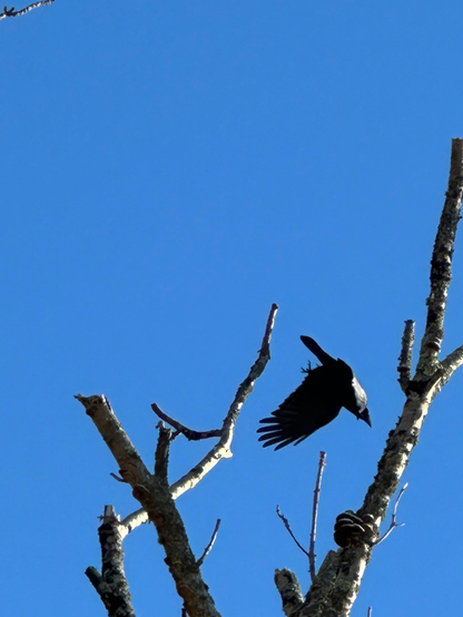 El cuervo que desciende desde la rama más alta del árbol, árbol sin hojas, árbol desnudo. De fondo, un cielo muy muy muy azul.