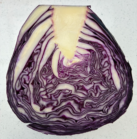 Cross section of red cabbage showing the intricate pattern and glorious colours.