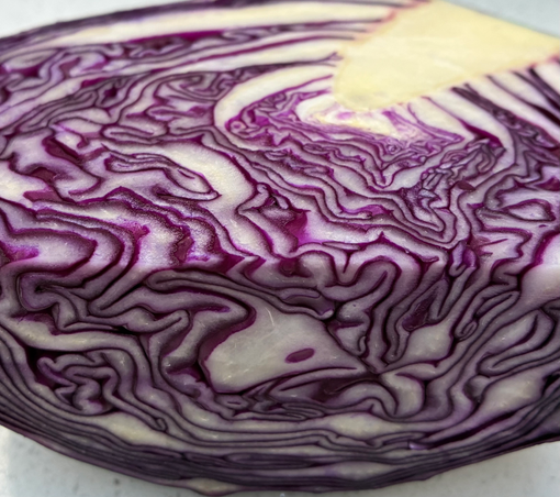 Cross section of red cabbage showing the intricate pattern and glorious colours.