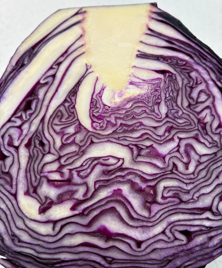 Cross section of red cabbage showing the intricate pattern and glorious colours.