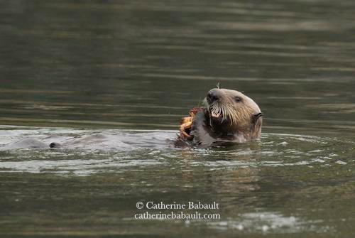 A sea otter with its head and shoulders out of the water holds a living crab with its front paws and uses its strong teeth to break the legs of the crab.
