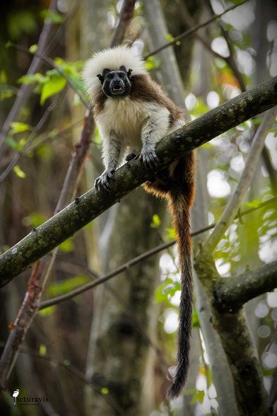 A brown and white monkey with a black head sitting on a branch in a forest scene with its long, brown and black tail dangling below. It has white, bushy head hair that looks like it wanted to try the newest fashion of putting as much cotton on its head as possible.