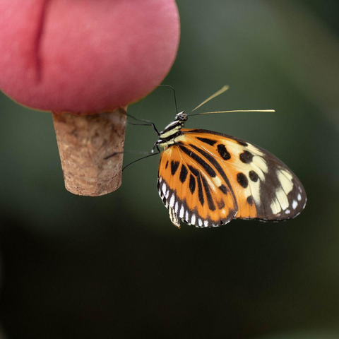 A vibrant orange-and-black butterfly rests on a small feeder, its wings closed as it feeds. The background is softly blurred, drawing attention to the delicate details of the butterfly.