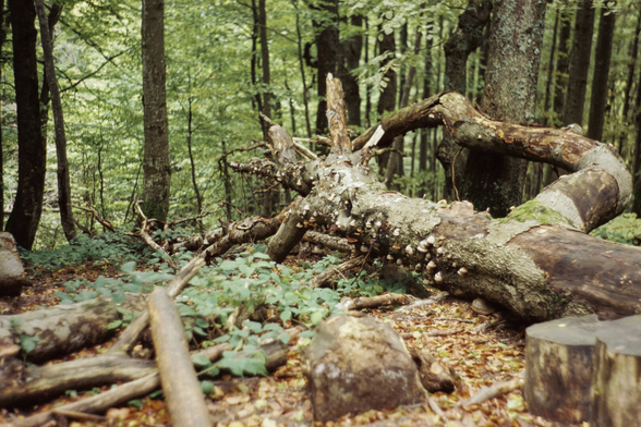 A fallen photograph in the forest, covered with moss and mushrooms, its roots visible.