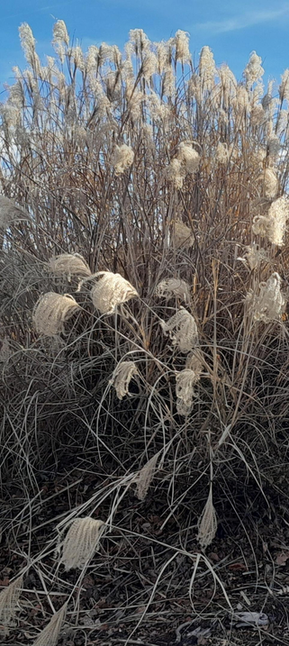 Blue sky with cream colored fluffy top plants on brown stalks