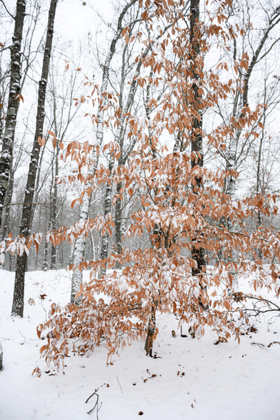 An orange-leafed beach tree (?) in a woodland covered in snow.
