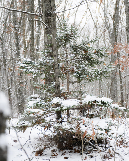 A pine tree covered in snow in a snowy woodland.