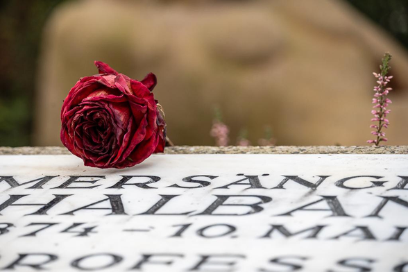 Eine melancholische Nahaufnahme einer getrockneten, tiefroten Rose, die auf einer hellen Marmor-Grabplatte ruht. Die Blüte ist verwelkt, behält aber ihre intensive Farbe und bildet einen starken Kontrast zum kalten Stein. Unter der Rose sind Fragmente einer verwitterten schwarzen Inschrift zu erkennen, darunter die Namensteile „MERSANG“ und „HALBAN“ (Kammersängerin Selma Halban Kurz) sowie Jahreszahlen. Rechts ragt ein zarter Zweig lilafarbener Heide ins Bild, während der Hintergrund in weichen, unscharfen Beigetönen verschwimmt.