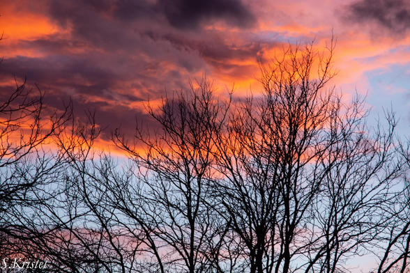 Bare tree branches silhouetted in the foreground against a blue and fiery red, pink and  orange sky