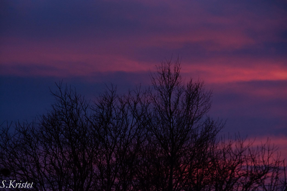 sunset shot with bare tree branches silhouetted in foreground against a dark sky layered i bands of deep blue, dark pink and red.
