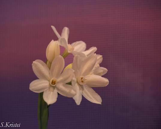 # creamy white paperwhite blossoms against a dark magenta sky at sunset