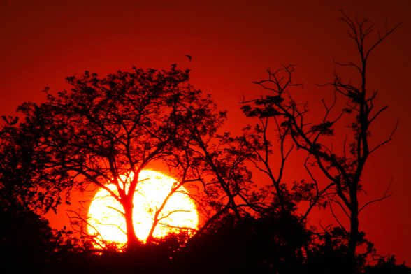 Photograph of a large white sun against an orange sky with trees in silhouette in front of the sun and sky.