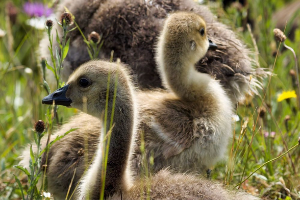 Fluffy young goslings resting in the grass, soaking up the sun and keeping close to the flock.
#Birds #lukehaigh #birdwatching #photography