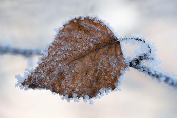 Birkenblatt an einem Zweig mit Raureif.