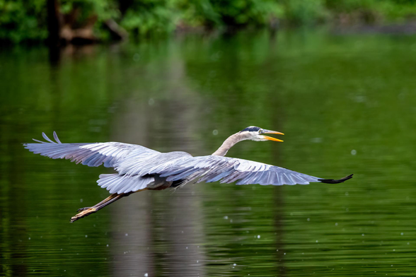 Great Blue Heron (BiF) soaring across the pond at Malden Park in Windsor, Canada
