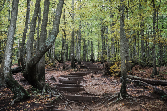 A path in the form of wooden steps in a dark forest.
