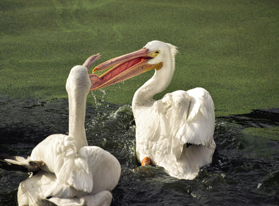 Two white pelicans in water, one with an open beak facing the other. The scene is set against a backdrop of green algae, conveying a lively interaction.