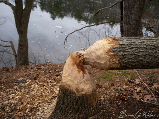 This tree was pretty thick and the chomp marks were quite fresh