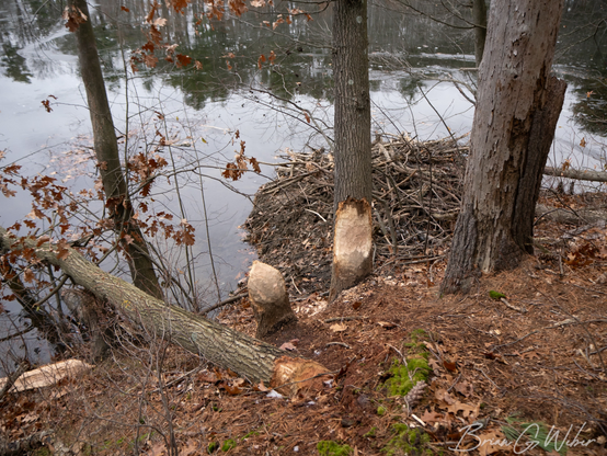 One tree felled by chewing and another in progress (or possibly just a favorite chewing spot - I'll report back)