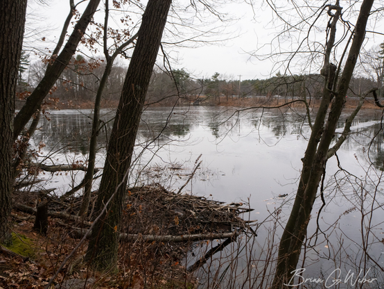 A beaver lodge on the bank of the lake. As you can see, this little patch of woods is not in a particularly wild area, but the beaver(s) still call it home.
