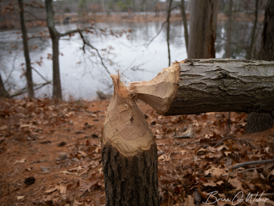 Nice clean teeth marks on this tree