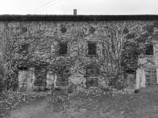 Maison ancienne visiblement inhabitée, sa très grande façade est envahie de lierre.