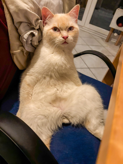 Motiv:
Sitzende Hauskatze auf einem gepolsterten Stuhl. Vorderkörper aufrecht, Hinterbeine nach vorn gestreckt. Im Hintergrund ein Innenraum mit Möbeln und Glas­türen.

Stimmung & Wirkung:
Ruhige Wirkung durch statische Körperhaltung. Konzentration auf den frontal gerichteten Blick. Klare Trennung zwischen Motiv und Umgebung.

Technische Details:
Bildformat: Tierportrait / Alltagsaufnahme.
Farbe: Naturgetreue Farbwiedergabe mit warmen und neutralen Tönen.
Schärfentiefe: Mittlere Schärfentiefe, Fokus auf Kopf und Vorderkörper.
Lichtverhältnisse: Gleichmäßige Innenraumbeleuchtung ohne harte Schatten.