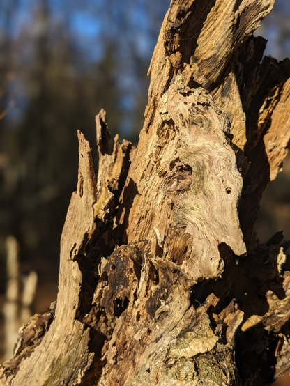 Nahaufnahme im Portait-Modus von einem abgebrochenen Baumstamm, von links vorne sonnenbeschienen mit den Schlagschatten rechts an allen Abrissen, Kanten und Löchern.
Dadurch entstehen Stellen, die als Tiergesicht oder Kopf gesehen werden können.
Im Hintergrund unscharfer Winterwald mit dunklen Stämmen vor hellem blauen Himmel.