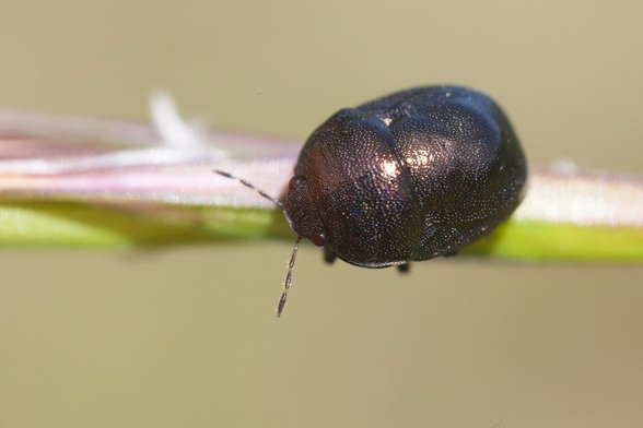 Petite punaise ronde et toute noire, ce qui lui confère l'allure d'un scarabée. Elle est posée sur une tige de graminée.